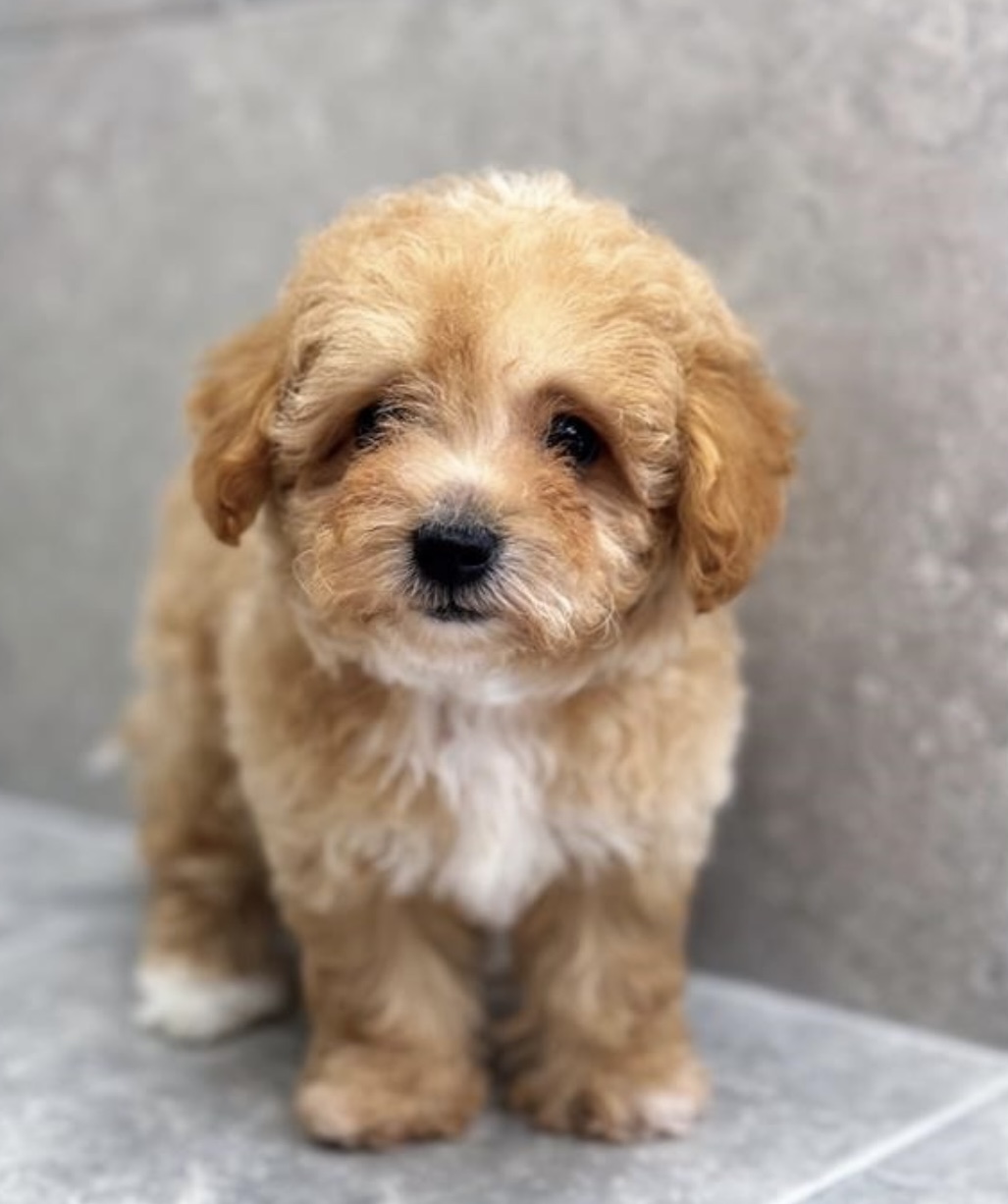 puppy, for, sale, Shizapoo, Nationwide Puppies  , dog, breeder, New York, NY, dog-breeder, puppy-for-sale, forsale, nearby, find, puppyfind, locator, puppylocator, aca